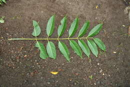 Image of Cigar-box Wood