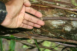 Image of Eugenia hypargyrea Standl.