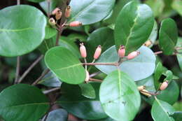 Image of Eugenia hypargyrea Standl.