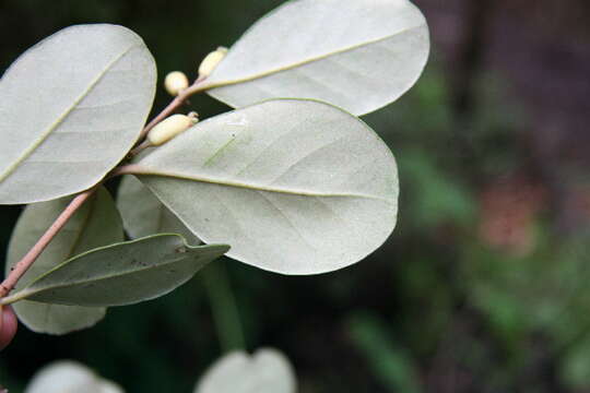 Image of Eugenia hypargyrea Standl.