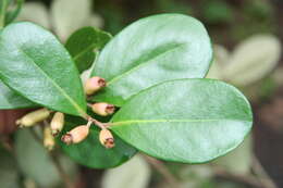 Image of Eugenia hypargyrea Standl.