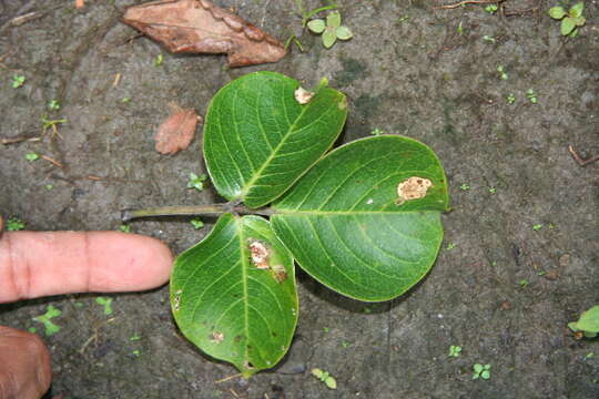 Image de Bursera permollis Standl. & Steyerm.