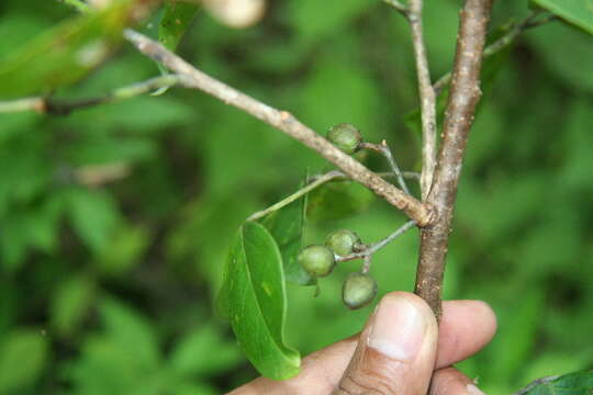 Image of Bursera permollis Standl. & Steyerm.