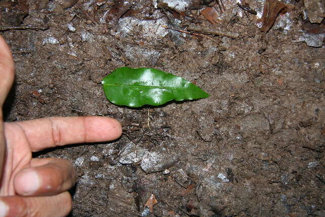 Image de Mouriri myrtilloides (Sw.) Poir.