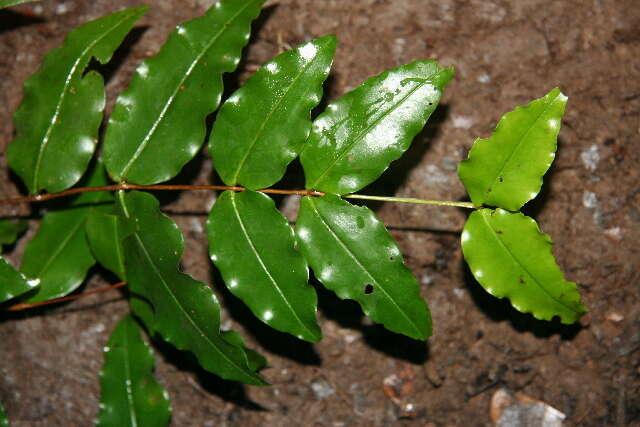 Image de Mouriri myrtilloides (Sw.) Poir.