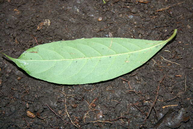 Image of false coffee