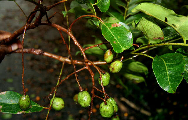 Image of hog plum