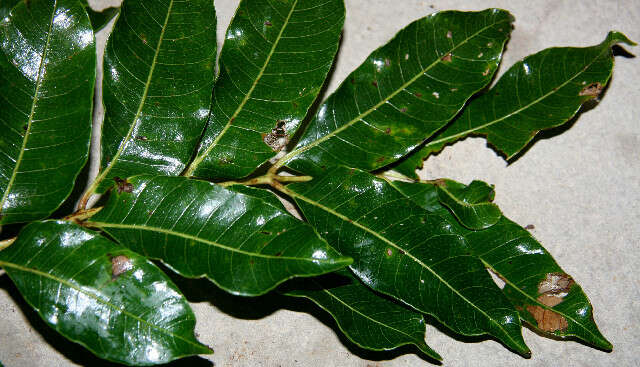 Image of hog plum