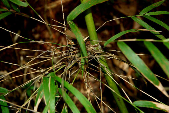 Слика од Guadua paniculata Munro