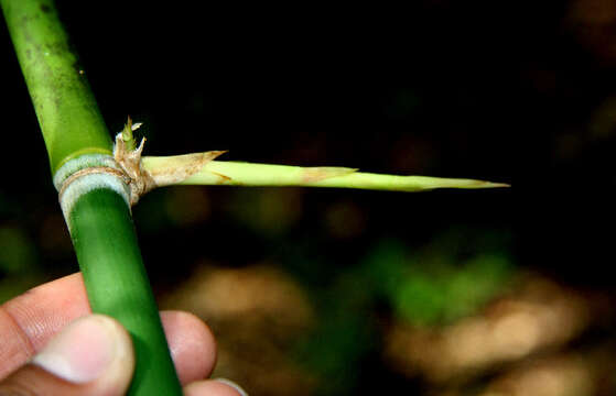 Image of Guadua paniculata Munro