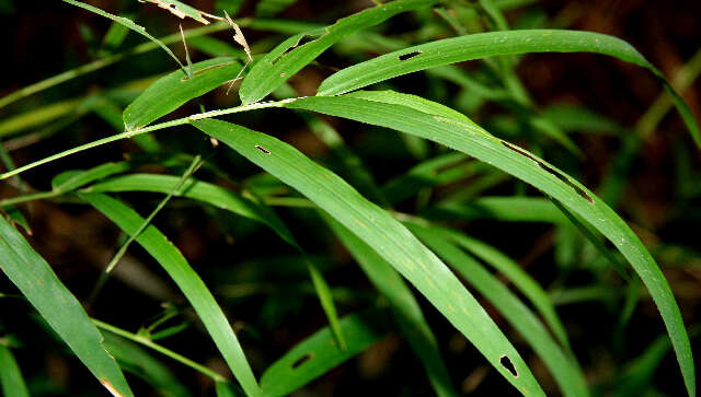 Guadua paniculata Munro的圖片