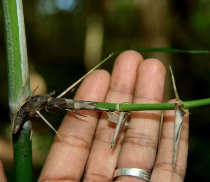 Image of Guadua paniculata Munro