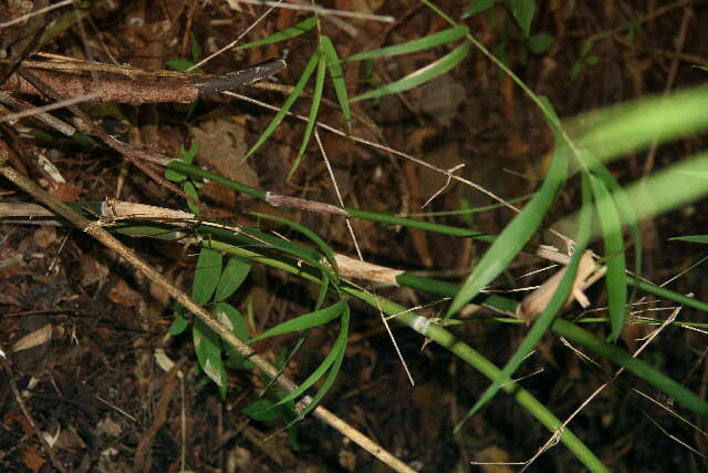 Guadua paniculata Munro的圖片