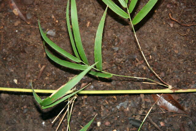 Слика од Guadua paniculata Munro