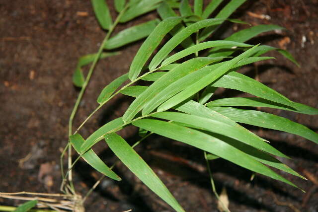 Слика од Guadua paniculata Munro