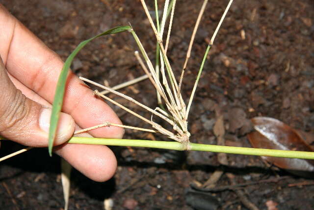 Guadua paniculata Munro的圖片