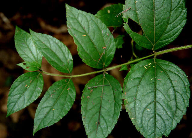 Image of Calea jamaicensis (L.) L.