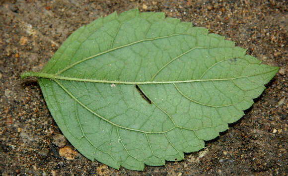 Plancia ëd Calea jamaicensis (L.) L.