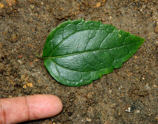 Plancia ëd Calea jamaicensis (L.) L.