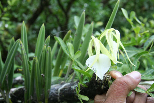 Image of lady of the night orchid