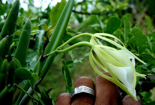 Image of lady of the night orchid