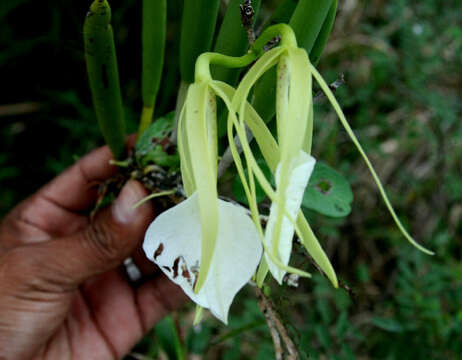 Image of lady of the night orchid