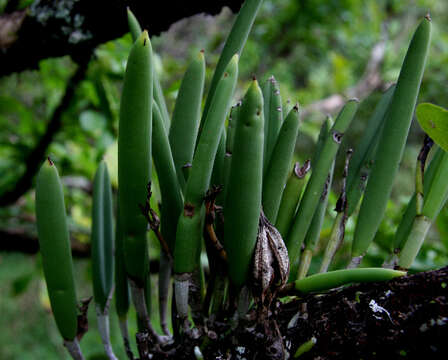 Image of lady of the night orchid