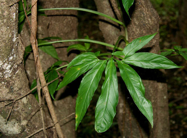 Image of syngonium