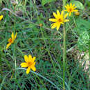 Image of Cosmos crithnofolius