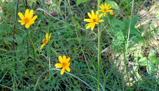 Image of Cosmos crithnofolius