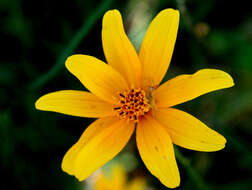 Image of Cosmos crithnofolius