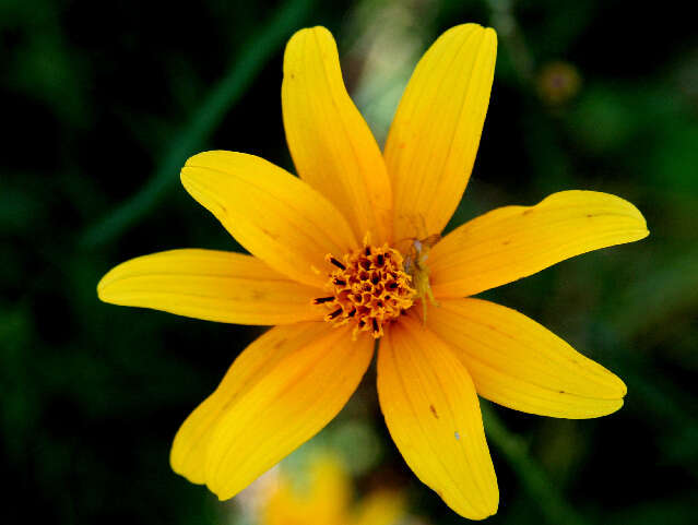 Image of Cosmos crithnofolius