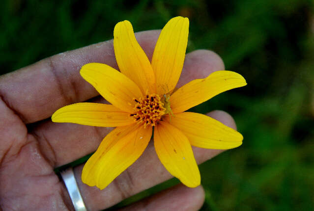 Image of Cosmos crithnofolius