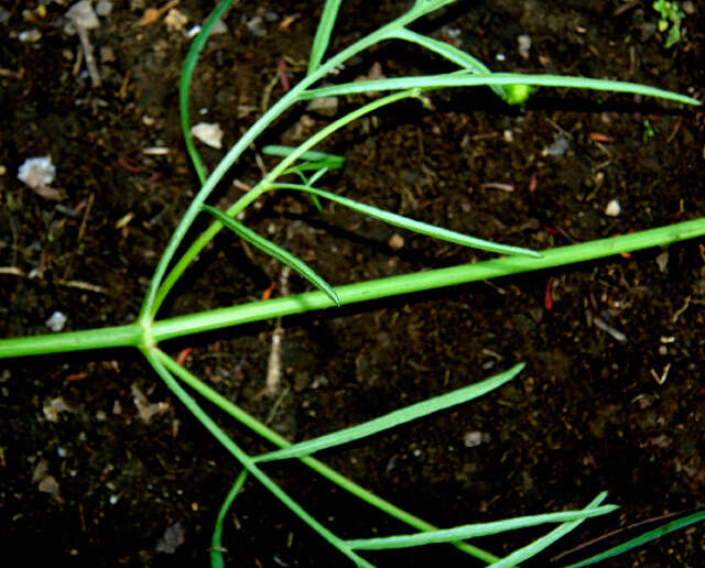 Image of Cosmos crithnofolius