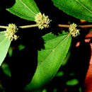 Image of Waltheria glomerata Presl