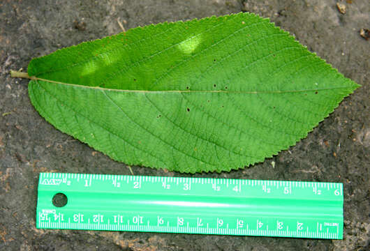 Image de Waltheria glomerata Presl