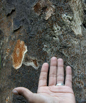 Plancia ëd Trichilia americana (Sessé & Mociño) T. D. Pennington