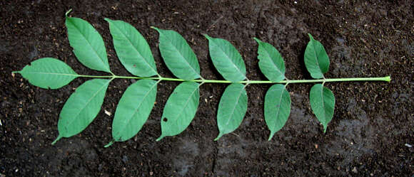 Image of Trichilia americana (Sessé & Mociño) T. D. Pennington