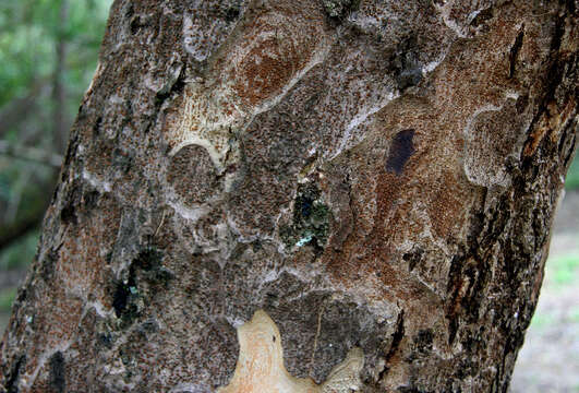 Image of Trichilia americana (Sessé & Mociño) T. D. Pennington