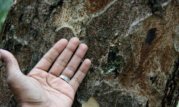 Image of Trichilia americana (Sessé & Mociño) T. D. Pennington