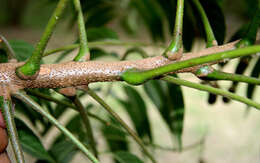 Image of Trichilia americana (Sessé & Mociño) T. D. Pennington