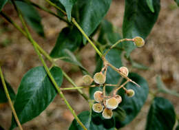 Plancia ëd Trichilia americana (Sessé & Mociño) T. D. Pennington