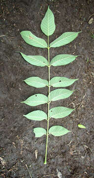 Image of Trichilia americana (Sessé & Mociño) T. D. Pennington