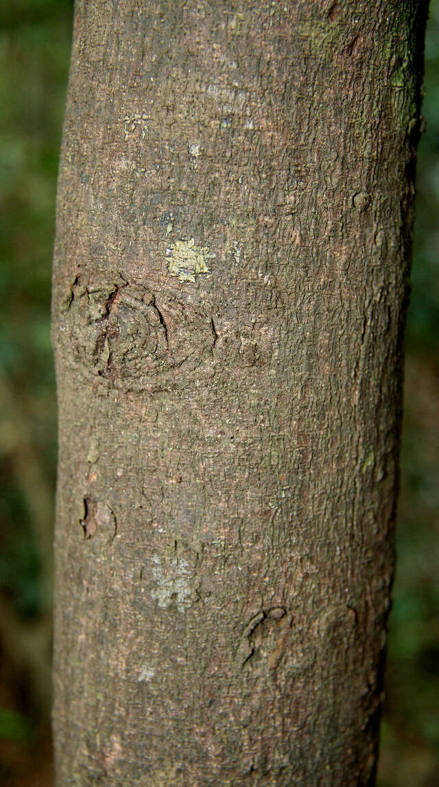 Plancia ëd Trichilia glabra L.