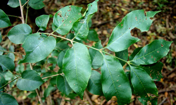 Image of Trichilia glabra L.