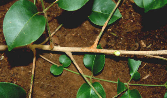 Plancia ëd Trichilia glabra L.