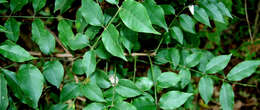 Plancia ëd Trichilia glabra L.