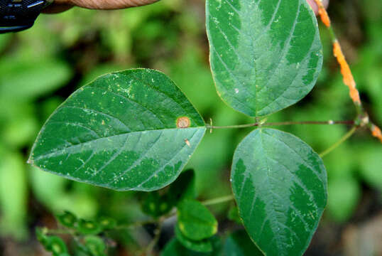 Sivun Desmodium purpusii Brandegee kuva