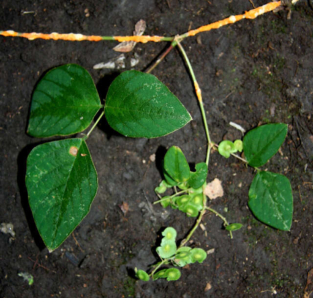 Imagem de Desmodium purpusii Brandegee