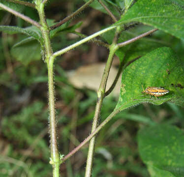 Image of Ruellia inundata Kunth